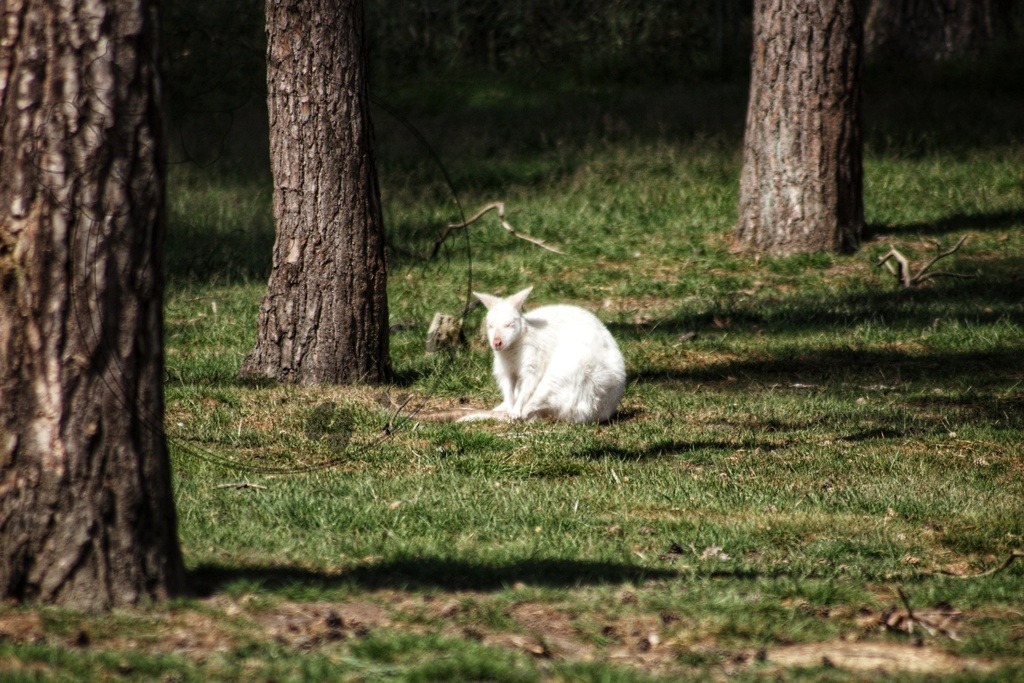 Albino Rotnackenwallaby | only.this.little.world - Realisiert mit Pictrs.com