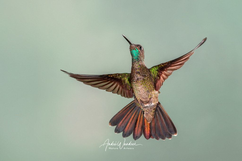 Funkelnde Präsenz | Andre Wandrei - Nature Artworx - Realisiert mit Pictrs.com