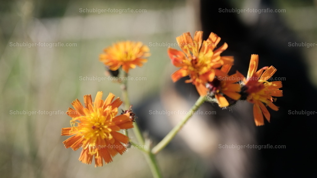 Oranger Habichtskräuter | Die Habichtskräuter bilden eine Pflanzengattung in der Familie der Korbblütler. Die Gattung umfasst sehr viele Arten mit zahlreichen Unterarten, die teilweise sehr schwer zu bestimmen sind. Durch unterschiedliche Fortpflanzungs- und Kreuzungsmöglichkeiten ist auch die Einordnung schwierig. Wikipedia - Realisiert mit Pictrs.com