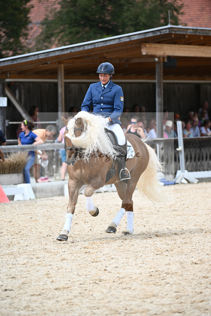 Haflinger in der Arbeit_36240531 | hf-fotografie - Realisiert mit Pictrs.com