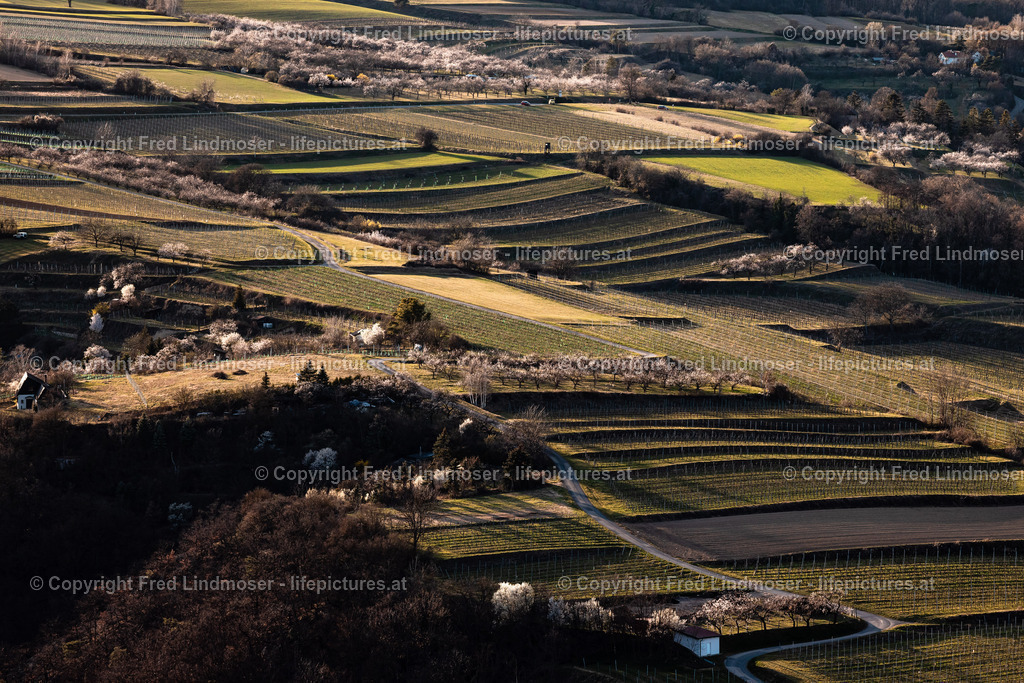 Wachau Marillenbluete 22032023-7564 | Fotos und Fotoprodukte - Realisiert mit Pictrs.com