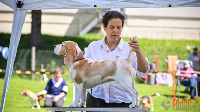 Beagle Club Schweiz  | Beagle Club Schweiz, 45 Jahre in Menziken 2025 Foto: Leo Wyden