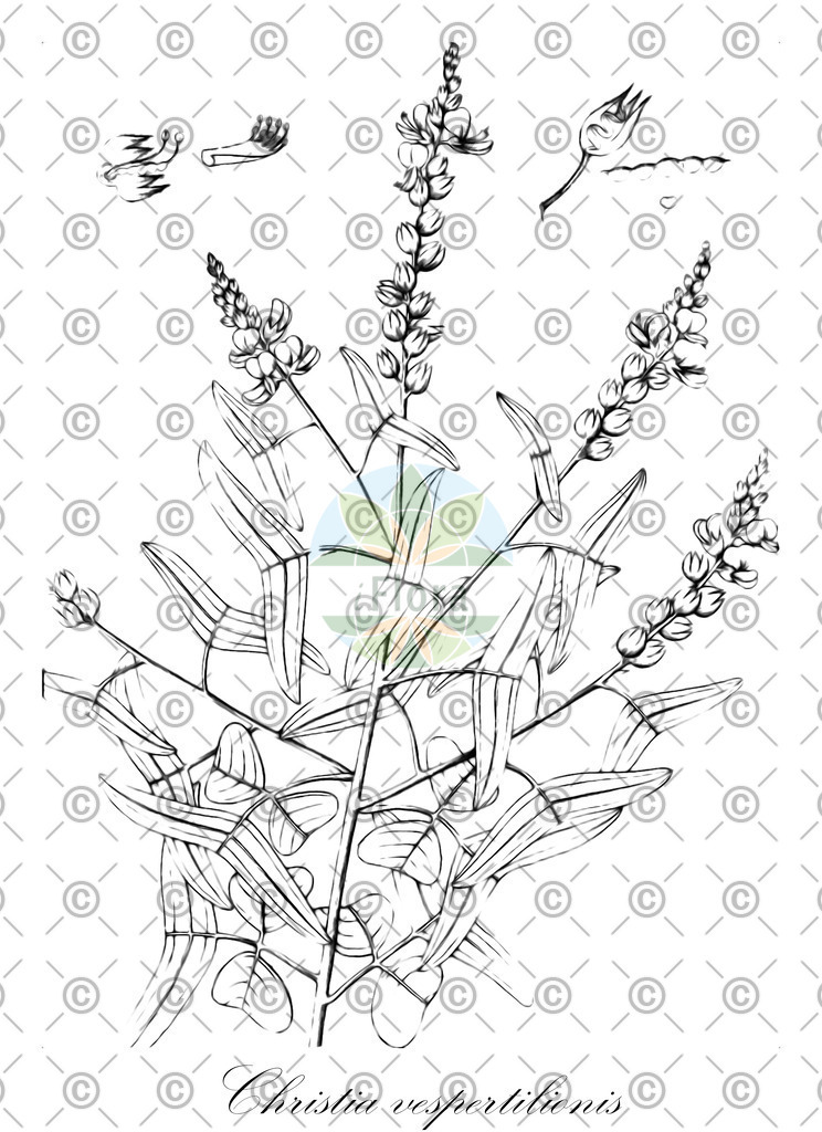 HistAbb_wfo-0000603628_1_ENZY_Simple | Historische Abbildung von Christia vespertilionis - Fabaceae | Historical Illustration of Christia vespertilionis - Fabaceae