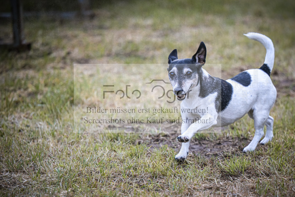 DOS_5284 | Entdecke hochwertige Reitturnierfotos von Foto Oger. Professionell, emotional und authentisch – jetzt Lieblingsmomente im Shop bestellen.Deutschlandweite Turnierfotografie. - Realisiert mit Pictrs.com