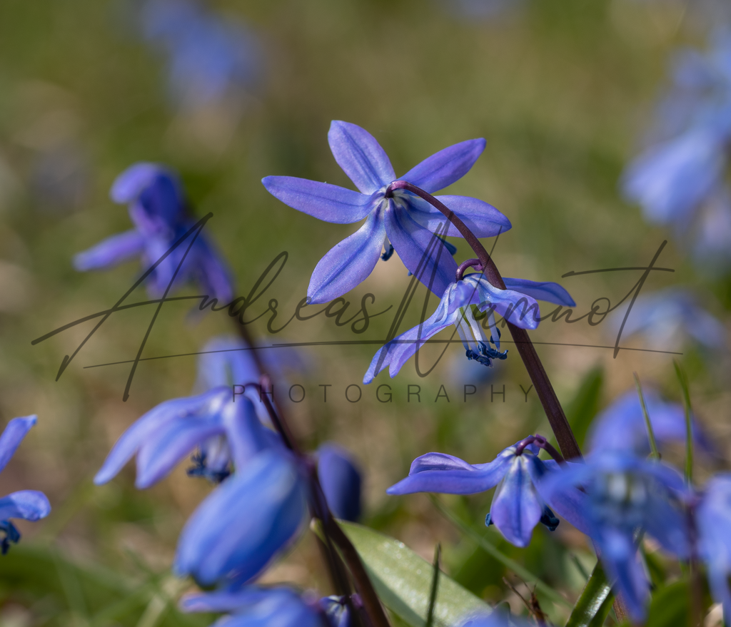 IMG_7385-3 | Andreas Namnot Fotografie, ein Leben in Bildern - Realisiert mit Pictrs.com