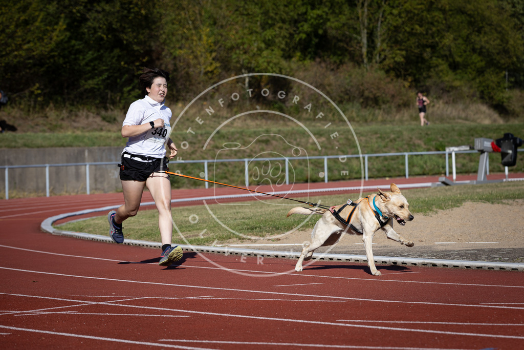 Pfotenfotografie_DV3A8289 | Hundefotografie, Tierfotograf, Pfotenfotografie, Fotoshooting Hund, Hunde Portrait, Hundesport, Hundeportraits, Heideshooting, Hunde, Sportfotograf, Hundefotograf, Turnierhundsport, THS,  - Realisiert mit Pictrs.com