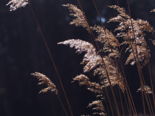 Reitgras im Wind | Verkauf von Fotos und  Videoclips zumThema Natur.Motive sind Pflanzen, Tiere, Landschaftenund Wetter - Realisiert mit Pictrs.com