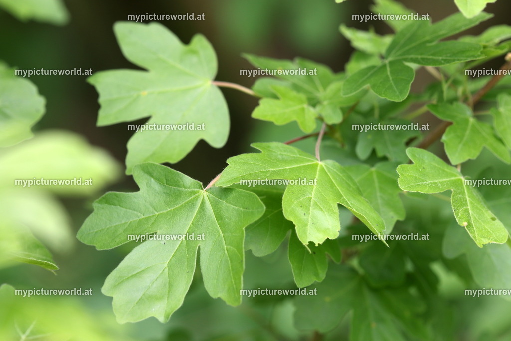 Feldahorn-002 | Das Bilderarchiv über Tiere, Planzen und Landschaften. In der Bilddatenbank finden Sie ein große Auswahl an hochwertigen Bilder für Ihre Werbung - Realisiert mit Pictrs.com