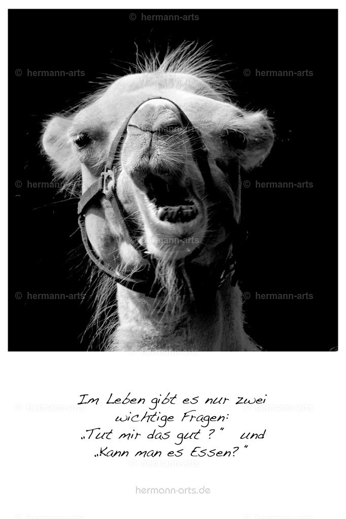 PK_Zitate_10x15_BW-108 | Photo Foto Kunst Art schwarzweiss Bilder Rheine Münster Berlin Blumen 