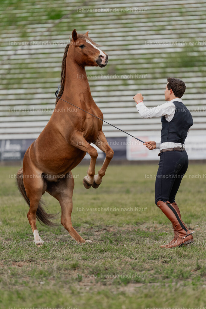 Showprogramm-433 | working equitationturnier fotograf videograf stoibphotography marixx film working equitation deutschland reitsport turnierfotografie eventfotografie equestrian events