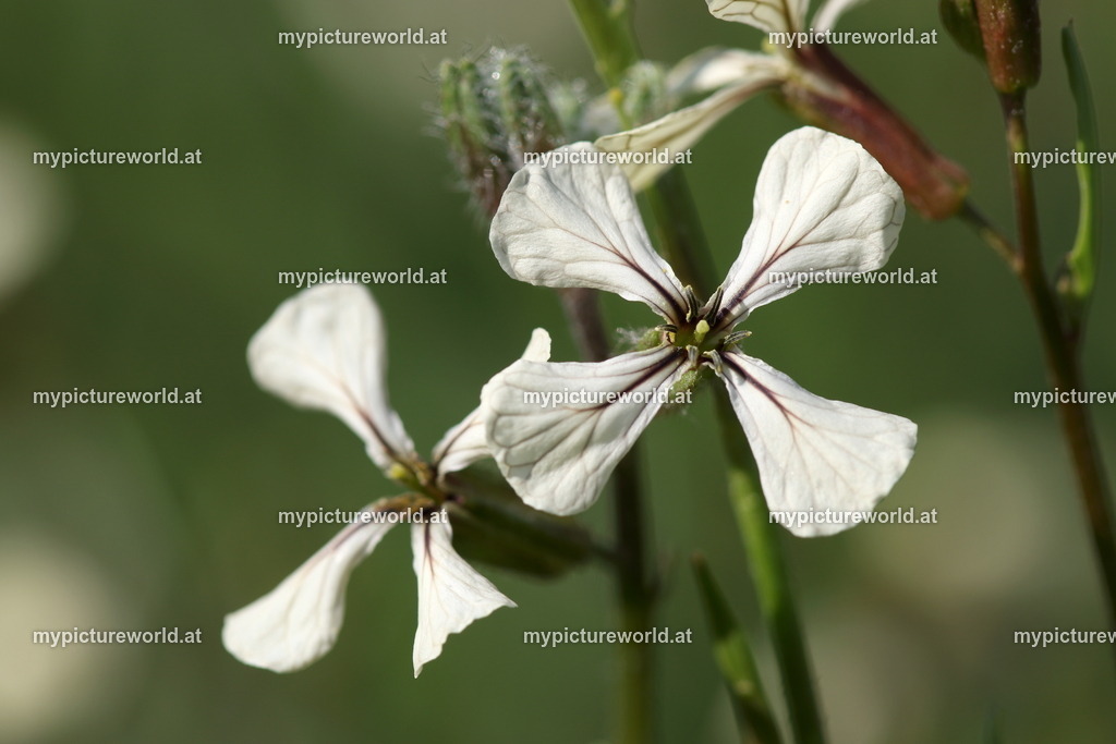 Garten-Senfrauke-003 | Das Bilderarchiv über Tiere, Planzen und Landschaften. In der Bilddatenbank finden Sie ein große Auswahl an hochwertigen Bilder für Ihre Werbung - Realisiert mit Pictrs.com