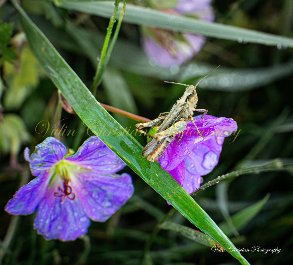 Macro 40 | Christian Vulin  - Realisiert mit Pictrs.com