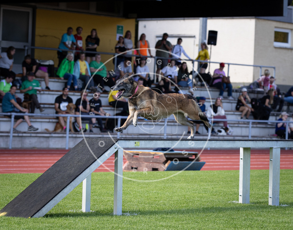 Pfotenfotografie_DV3A9773 | Hundefotografie, Tierfotograf, Pfotenfotografie, Fotoshooting Hund, Hunde Portrait, Hundesport, Hundeportraits, Heideshooting, Hunde, Sportfotograf, Hundefotograf, Turnierhundsport, THS,  - Realisiert mit Pictrs.com