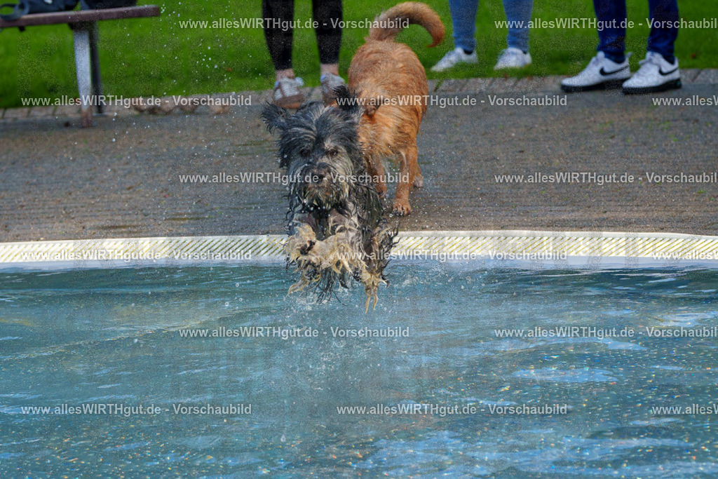 Hundeschwimmen_Grefrath_2026-allesWIRTHgut_Tierfotografie-13_05-FAY00504 | Professionelle Tierfotografie in Mönchengladbach von Daniel Wirth (allesWIRTHgut). Liebevolle & natürliche Bilder von Hunden & Katzen für unvergessliche Erinnerungen.