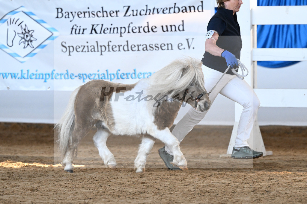 Kat-Nr. 22 Shady Acres Cute Calico v. Besame Mucho v d Vaarhorst_Guggenbichler_9260550 | hf-fotografie - Realisiert mit Pictrs.com