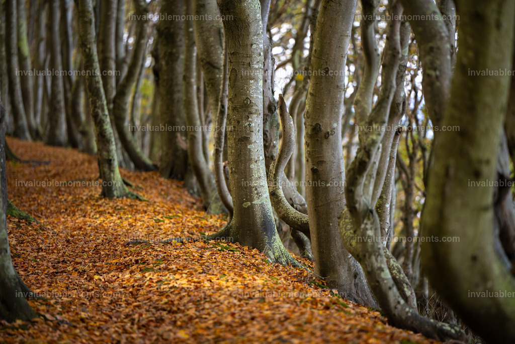 Rügen-10 | invaluablemoments.com - Realisiert mit Pictrs.com