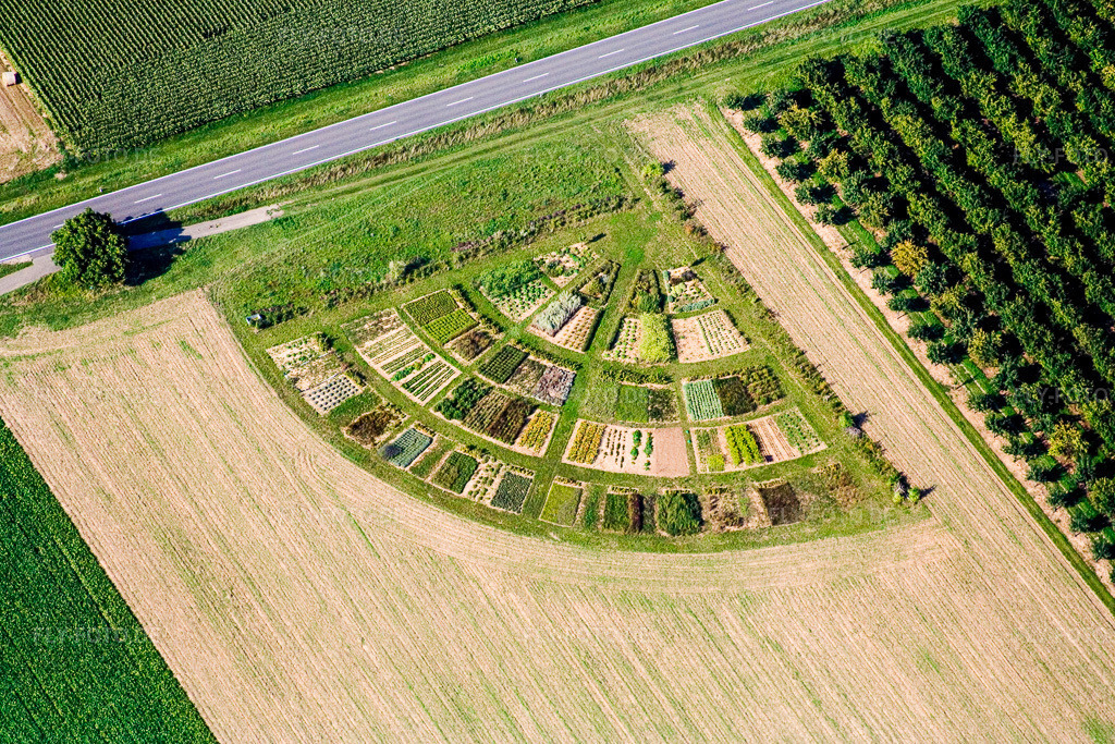 Luftbild: Bunte Gemüsebeete in Fächerform auf landwirtschaftlichen Feldern (Pfalz) im Ortsteil Niederhochstadt in Hochstadt im Bundesland Rheinland-Pfalz in Deutschland. Foto: IMG_12609.jpg vom 17.08.2008 durch Werner Riehm/FLY-FOTO.de