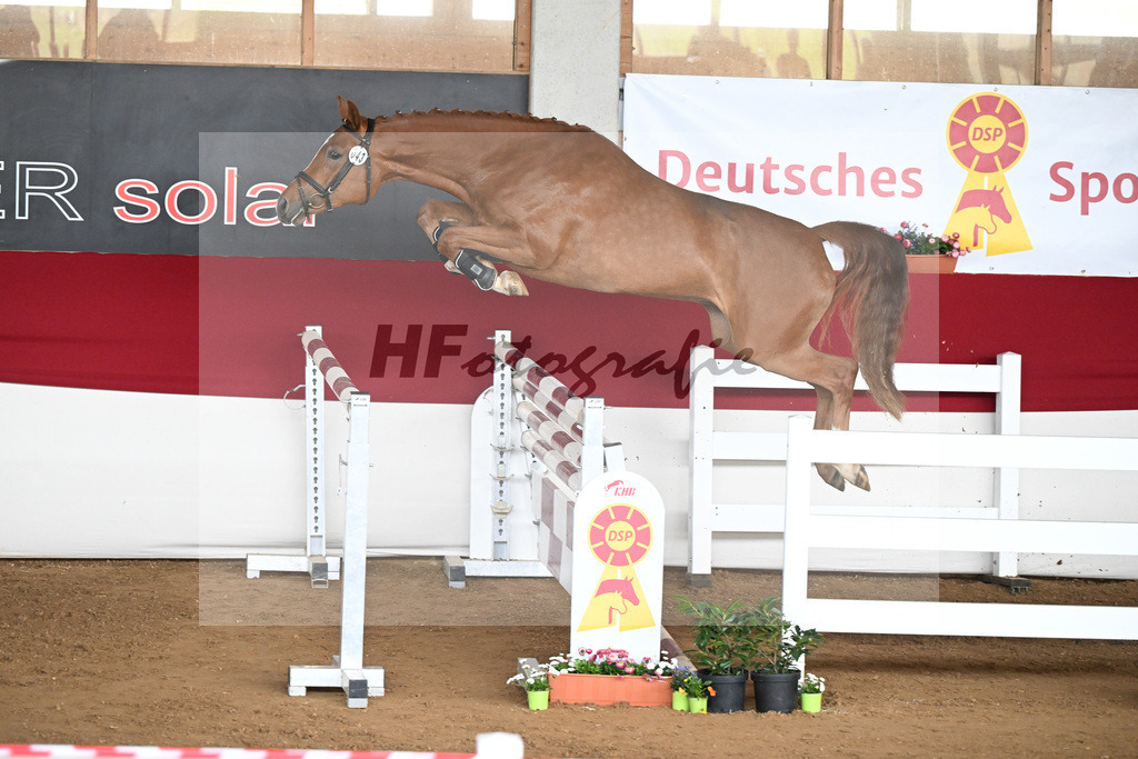 Kat-Nr. 43 Pretty Fox v. Perigueux_Haeussler_9240859 | hf-fotografie - Realizzato con Pictrs.com