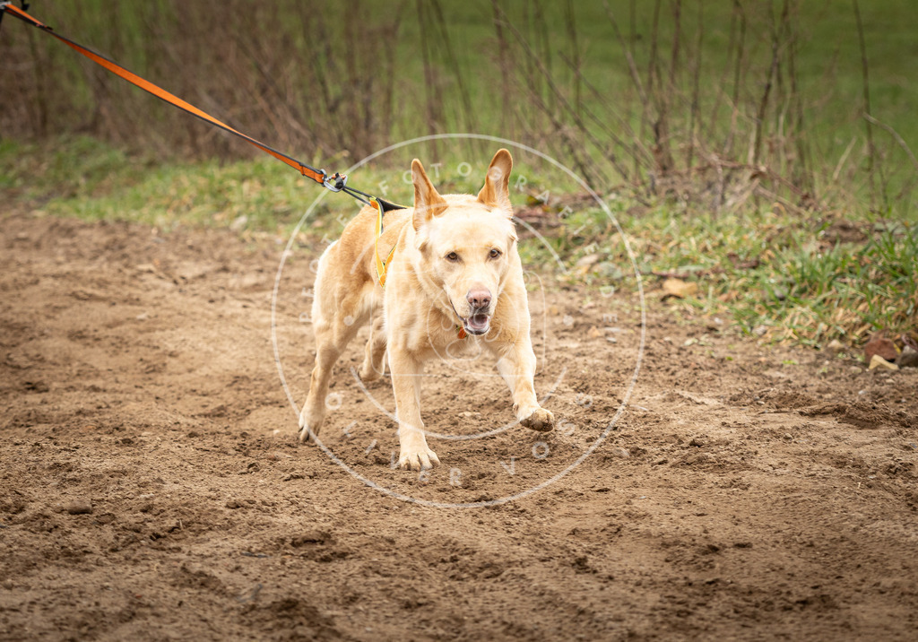 DV3A2310 | Hundefotografie, Tierfotograf, Pfotenfotografie, Fotoshooting Hund, Hunde Portrait, Hundesport, Hundeportraits, Heideshooting, Hunde, Sportfotograf, Hundefotograf, Turnierhundsport, THS,  - Realisiert mit Pictrs.com