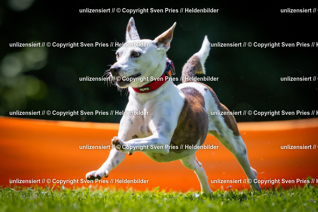 Sven Pries | 2025-08-10 - Hunderennen Durlach - Realisiert mit Pictrs.com