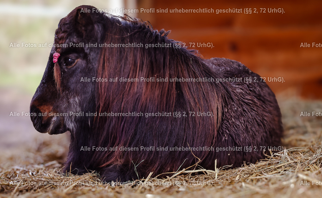 1P5A9016 (1) | krollfotografie - Realisiert mit Pictrs.com