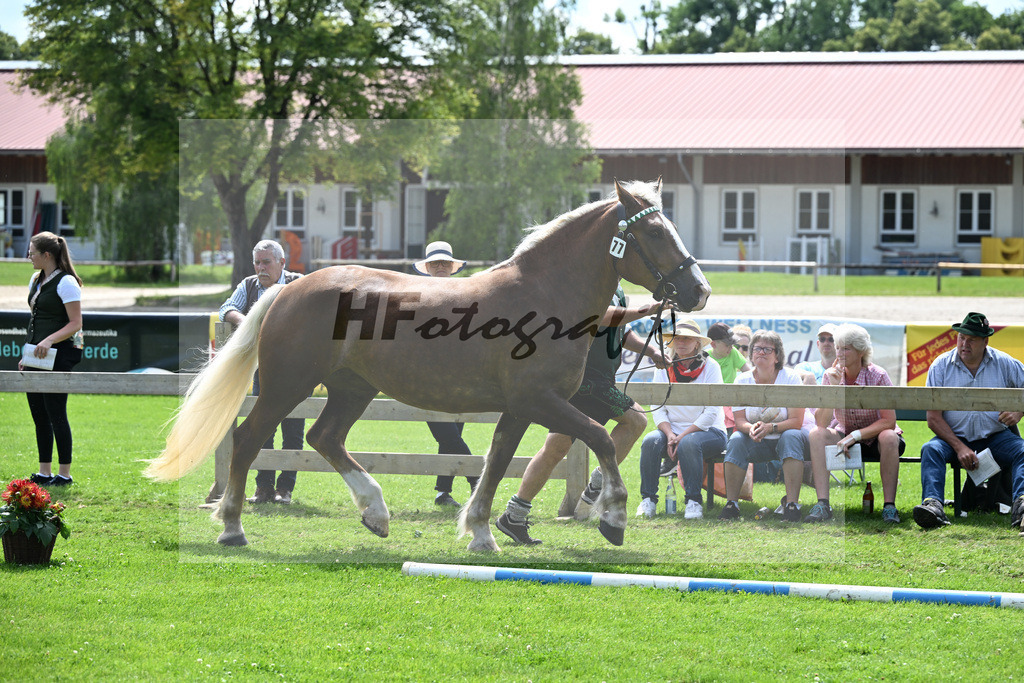 Kat-Nr. 77 Pia v. Valegro_Koepf_22241359 | hf-fotografie - Realizzato con Pictrs.com