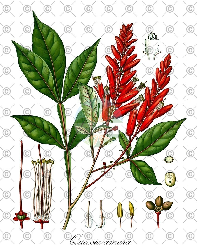 HistAbb_wfo-0000066961_1_ENZY_Simple | Historische Abbildung von Quassia amara - Simaroubaceae (Bitterholz;Quassiaholzbaum;Quassie) | Historical Illustration of Quassia amara - Simaroubaceae
