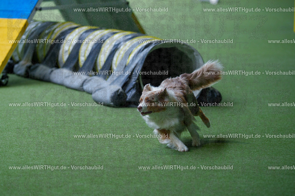 @allesWIRTHgut_Tierfotografie - www.allesWIRTHgut.de - 2604251217-7R501270 | Professionelle Tierfotografie in Mönchengladbach von Daniel Wirth (allesWIRTHgut). Liebevolle & natürliche Bilder von Hunden & Katzen für unvergessliche Erinnerungen.