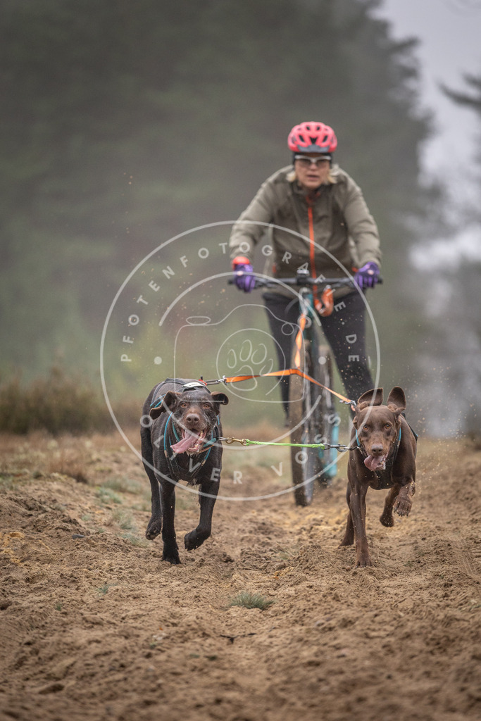 Pfotenfotografie_DV3A1133 | Hundefotografie, Tierfotograf, Pfotenfotografie, Fotoshooting Hund, Hunde Portrait, Hundesport, Hundeportraits, Heideshooting, Hunde, Sportfotograf, Hundefotograf, Turnierhundsport, THS,  - Realisiert mit Pictrs.com