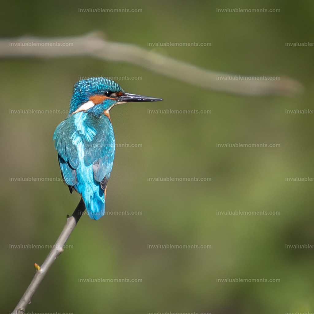 DSC_3214 | invaluablemoments.com - Realisiert mit Pictrs.com