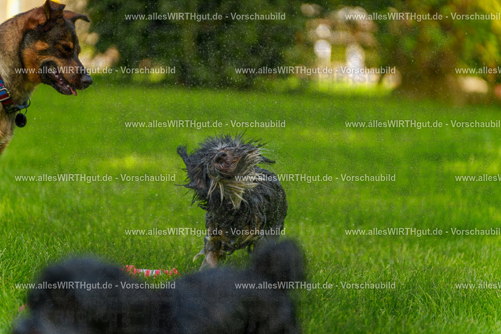 Hundeschwimmen_Grefrath_2026-allesWIRTHgut_Tierfotografie-13_13-7R508346 | Professionelle Tierfotografie in Mönchengladbach von Daniel Wirth (allesWIRTHgut). Liebevolle & natürliche Bilder von Hunden & Katzen für unvergessliche Erinnerungen.