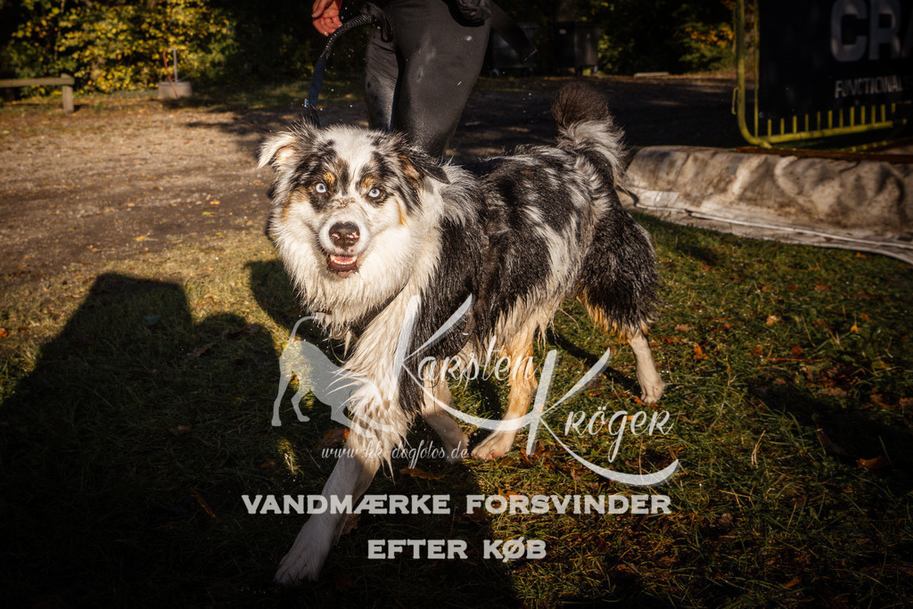 0954_ZZ92260 | kk-dogfotos