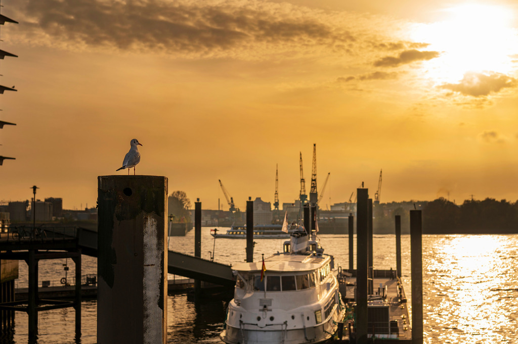 2022_10_31_HAMBURG_MCP5518 | Hochwertig gedruckte Fotografien für die Wand, als Kalender und zum Verschenken. Hamburg & Norddeutschland und überall wo ich mit der Kamera unterwegs war.