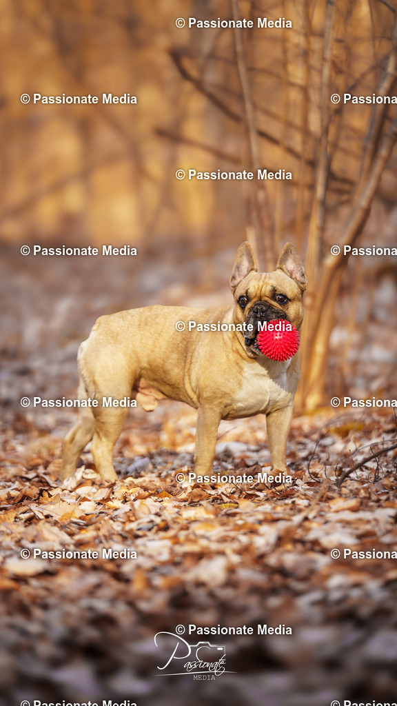 DSC09566 | Passionate Media, dein Fotograf aus Brandenburg, Märkisch Oderland, im Bereich Motorsport, Autos und Motorräder sowie Events und auch Hunde. Shootings oder auch Eventbegleitungen können bei mir gebucht we