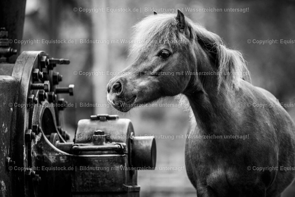 20160517_Pony_in_Industrieanlage_0001 | Foto: Thomas Hartig