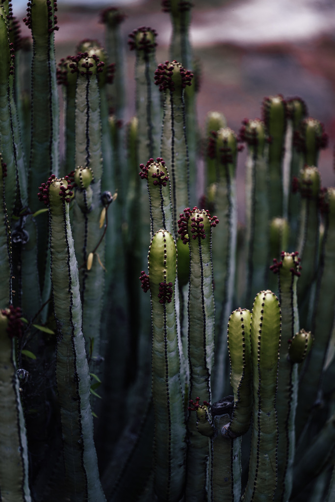 Teneriffa_by Leevke Draack_30 | Du suchst natürliche und atmosphärische Prints oder Leinwanddrucke? In diesem Shop gibt es alles, nur kein Mainstream. - Realisiert mit Pictrs.com