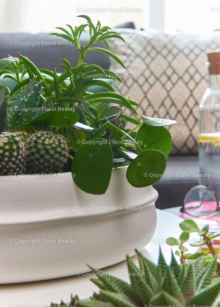 Pflanzenschale_04 | Onlineshop für hochwertige Wandbilder. Bei uns findet ihr selbstgestaltete Blumenmotive. Das perfekte Geschenk, als Praxisdeko oder die eigene Wohnung. Alle künstlerischen Blumenfotos sind auf Leinwand, FineArtPrint, Kunstdruck und vielem mehr zu erwerben - Realized with Pictrs.com