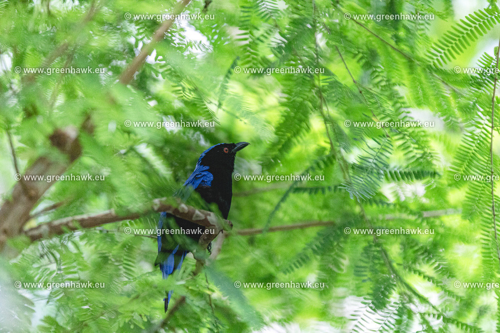 _MG_9062 | Greenhawks Bilder Shop für Landschaften, Urban, Tiere und weiteres als Poster Leinwand oder Fotogeschenk für Ostern Weihnachten oder Geburtstag  - Realisiert mit Pictrs.com