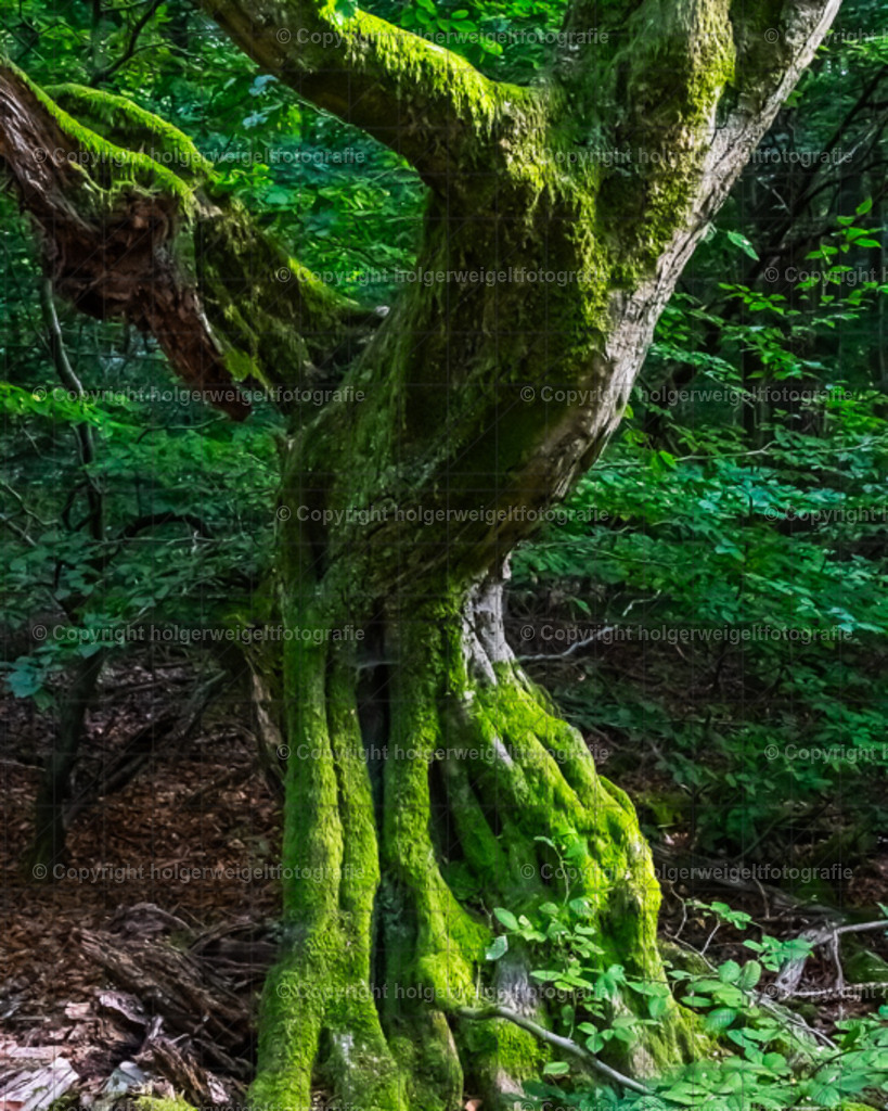 Der Grüne | Kaufen sie online außergewöhnliche Fotografien auf Leinwand Acrylglas Fotoprint Aludibond von holgerweigeltfotografie - Realisiert mit Pictrs.com