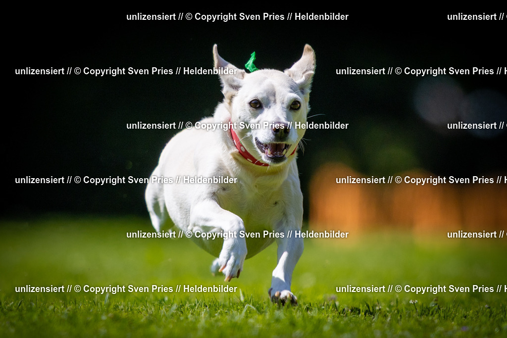 Sven Pries | 2025-08-10 - Hunderennen Durlach - Realisiert mit Pictrs.com