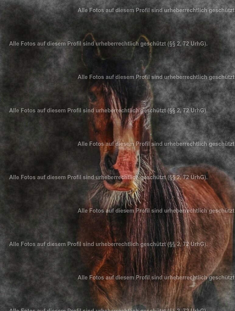 Melody_2b-01_2 | krollfotografie - Realisiert mit Pictrs.com