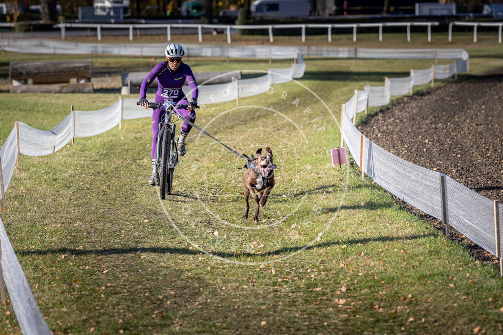CaniXpix_DV3A5152 | Hundefotografie, Tierfotograf, Pfotenfotografie, Fotoshooting Hund, Hunde Portrait, Hundesport, Hundeportraits, Heideshooting, Hunde, Sportfotograf, Hundefotograf, Turnierhundsport, THS,  - Realisiert mit Pictrs.com