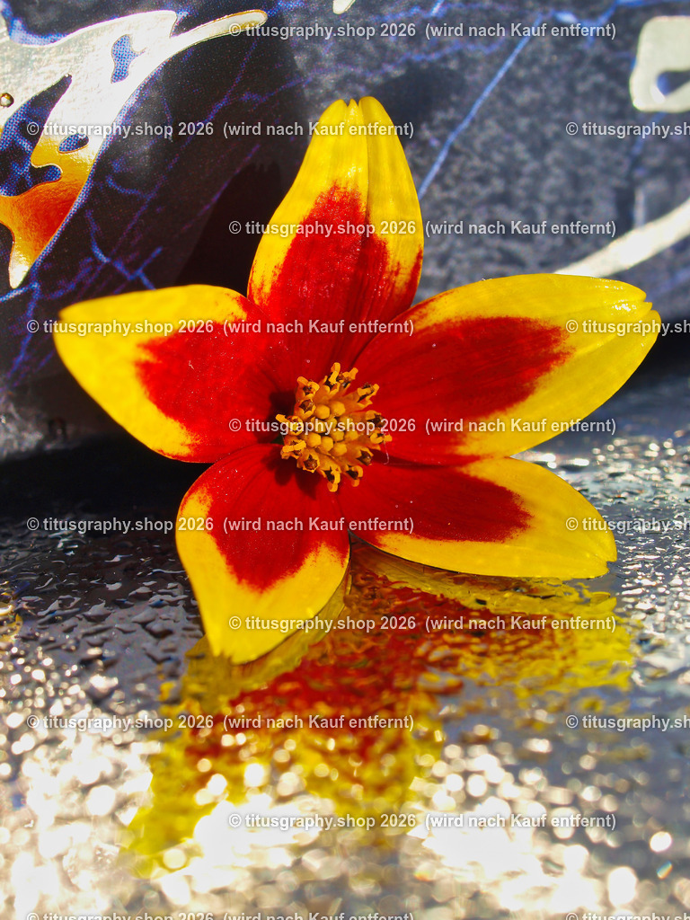 titusgraphy_P9040555-vz-ln | titusgraphy-shop: Geschenkideen mit Qualitätsfotos. titusgraphy-shop: gift ideas with quality photos. titusgraphy-shop: idées cadeaux avec photos de qualité.  - Realisiert mit Pictrs.com