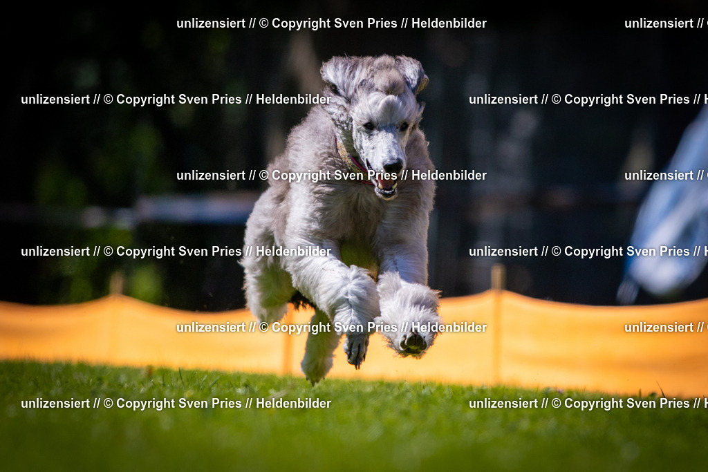 Sven Pries | 2025-08-10 - Hunderennen Durlach - Realisiert mit Pictrs.com