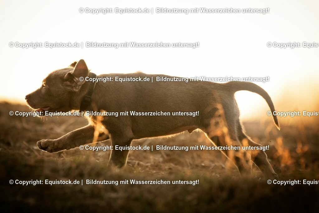 20190224_Hund_0043 | Foto: Thomas Hartig