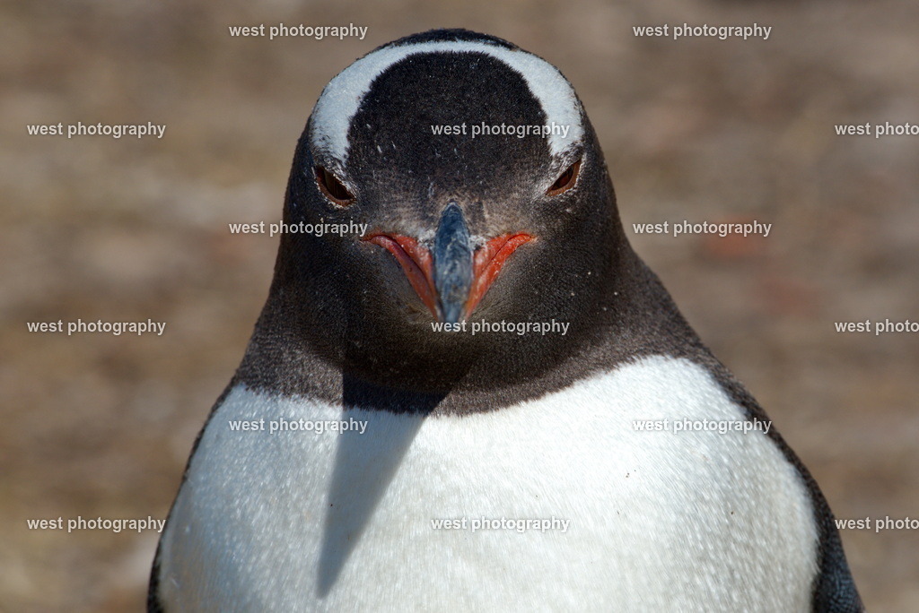 Gentoo Penguin 5 SND - FLK 2014 | west photography - Realisiert mit Pictrs.com