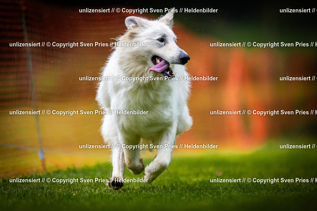 Sven Pries | 2025-09-21 - Hunderennen Baden-Oos - Realisiert mit Pictrs.com