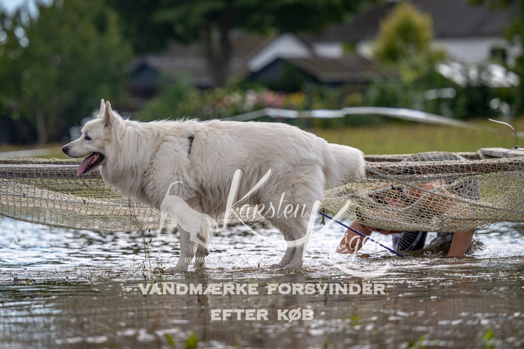 1337_ZZ90422 | kk-dogfotos