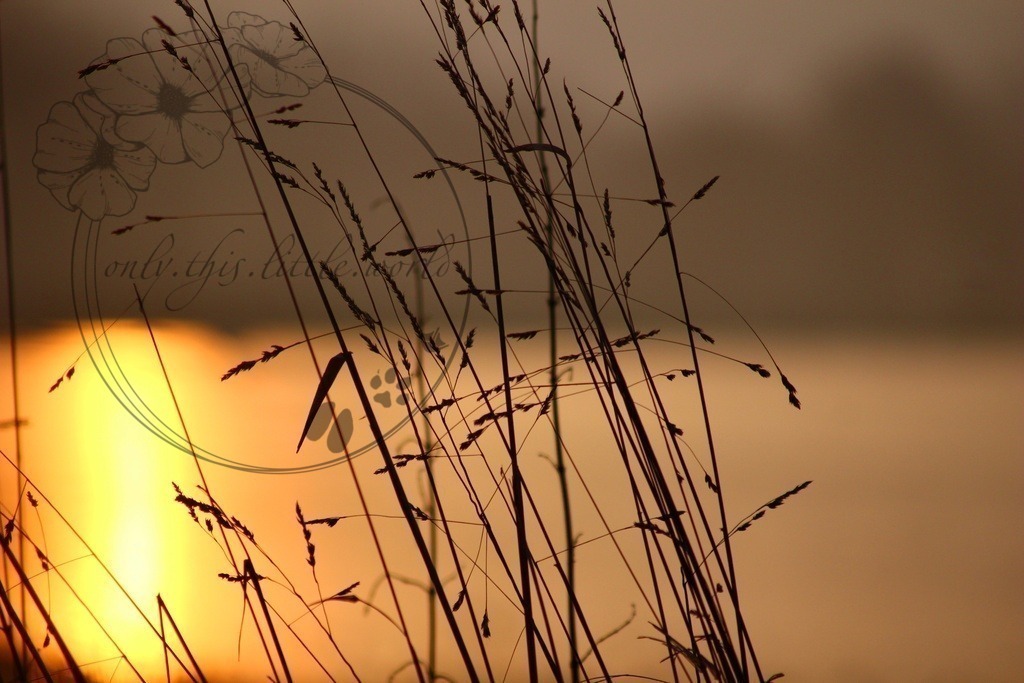 Grasrispen bei Sonnenaufgang | only.this.little.world - Realisiert mit Pictrs.com