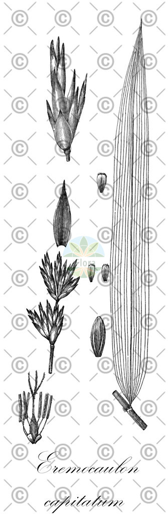 HistAbb_wfo-0000670885_1_ENZY_Simple | Historische Abbildung von Eremocaulon capitatum - Poaceae | Historical Illustration of Eremocaulon capitatum - Poaceae